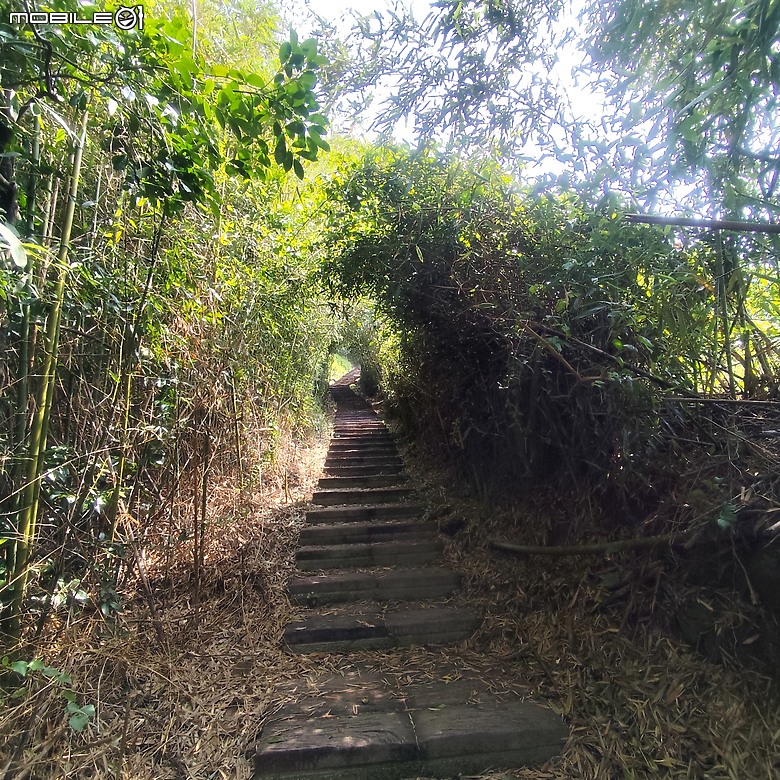 后里區鳳凰山步道+觀音山步道，竹林綠蔭豐富不怕曬的步道!