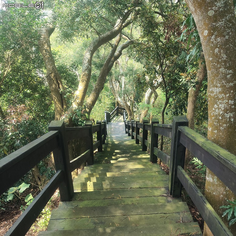 后里區鳳凰山步道+觀音山步道，竹林綠蔭豐富不怕曬的步道!