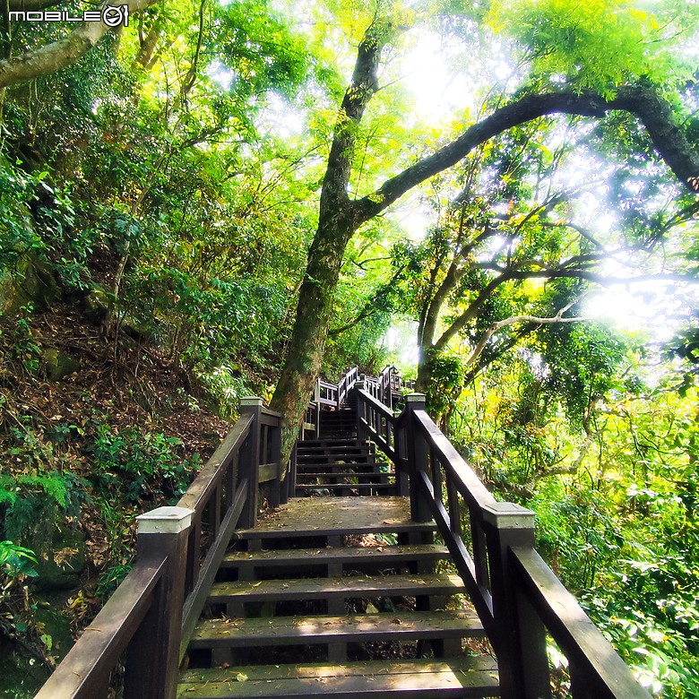 后里區鳳凰山步道+觀音山步道，竹林綠蔭豐富不怕曬的步道!