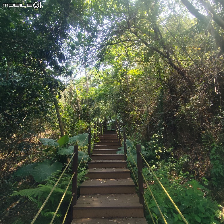 后里區鳳凰山步道+觀音山步道，竹林綠蔭豐富不怕曬的步道!