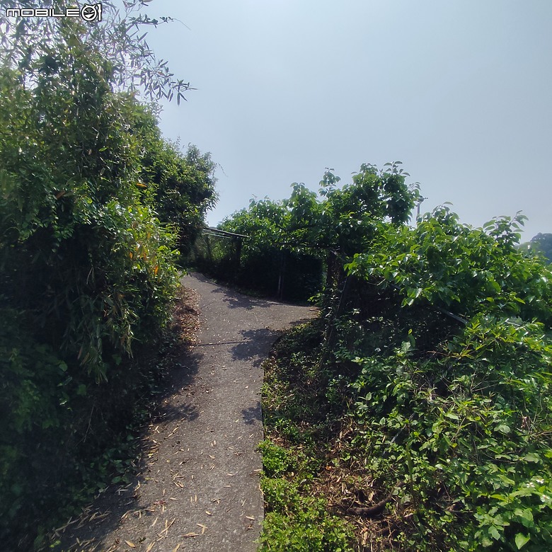后里區鳳凰山步道+觀音山步道，竹林綠蔭豐富不怕曬的步道!