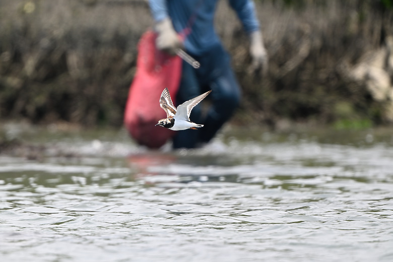 點我看大圖 Nikon Z5II紀錄淡色型和暗色型岩鷺親鳥育雛三隻幼鳥,和高字塔黃腹山雀,最難得三仙台拍到松鴉。