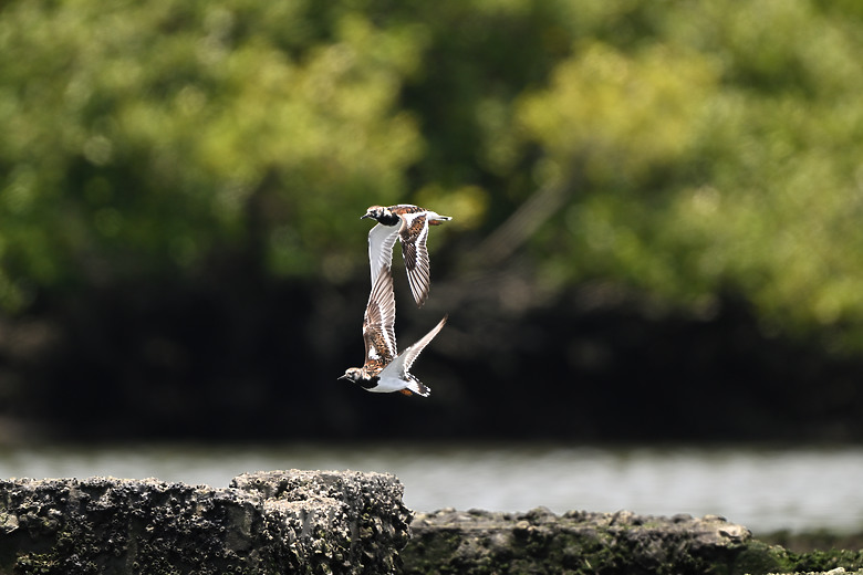 點我看大圖 Nikon Z5II紀錄淡色型和暗色型岩鷺親鳥育雛三隻幼鳥,和高字塔黃腹山雀,最難得三仙台拍到松鴉。