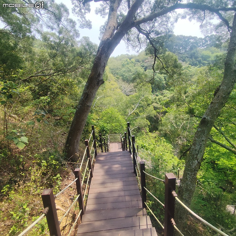 后里區鳳凰山步道+觀音山步道，竹林綠蔭豐富不怕曬的步道!