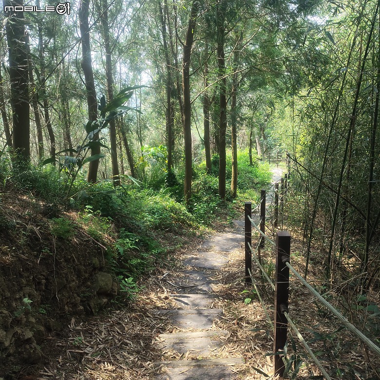 后里區鳳凰山步道+觀音山步道，竹林綠蔭豐富不怕曬的步道!