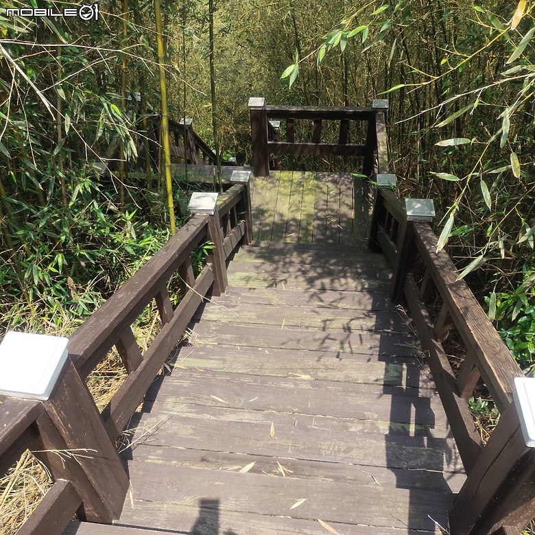 后里區鳳凰山步道+觀音山步道，竹林綠蔭豐富不怕曬的步道!