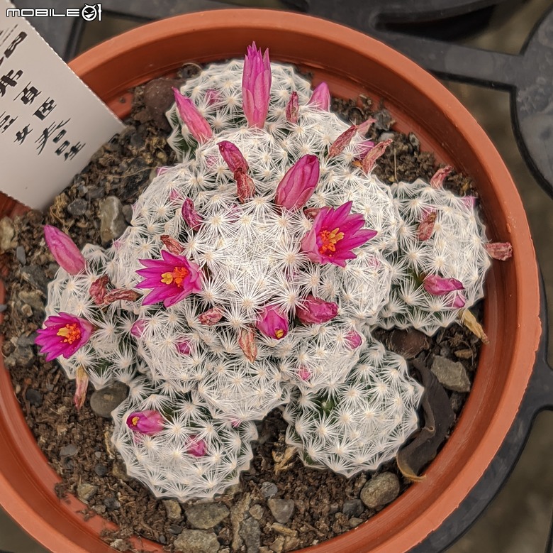 多肉植物開花 台南市歸仁區七甲花卉區 04/06