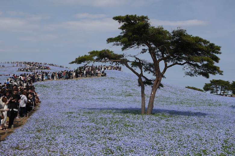 茨城縣 國營常陸海濱公園