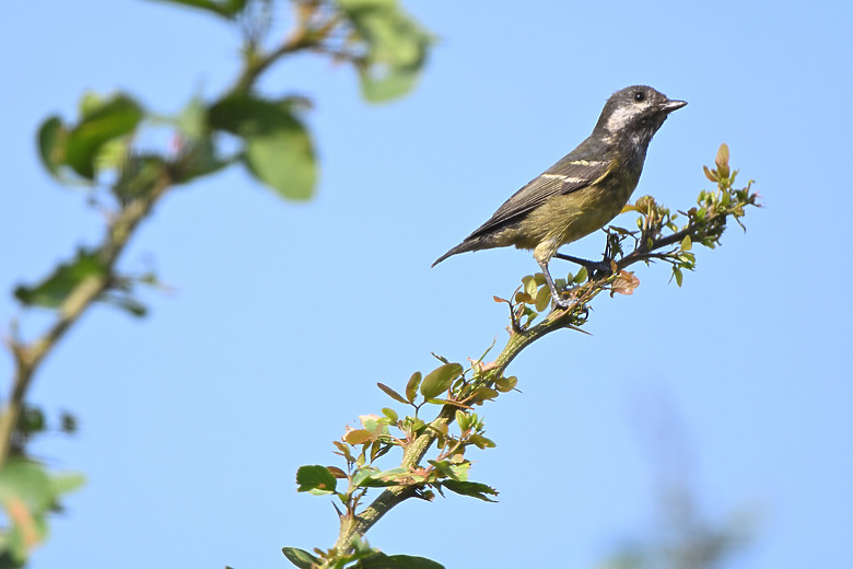 點我看大圖 Nikon Z5II紀錄淡色型和暗色型岩鷺親鳥育雛三隻幼鳥,和高字塔黃腹山雀,最難得三仙台拍到松鴉。