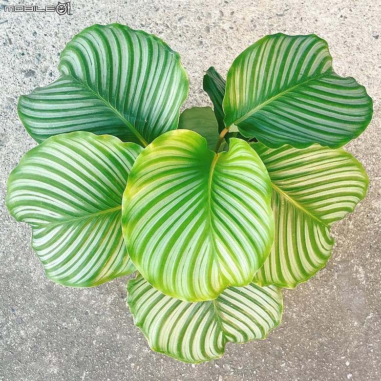 關於我的青蘋果竹芋