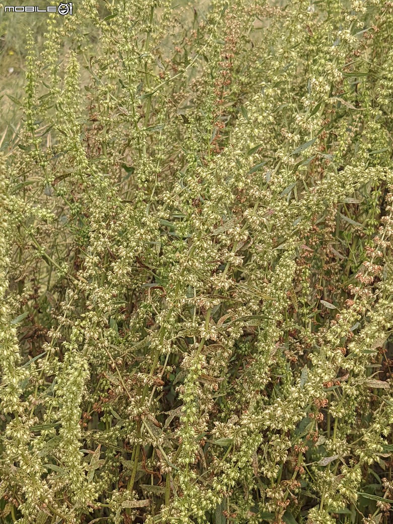 銀鱗金鈴木+龍眼花+西洋接骨木+咖哩樹... 04/05