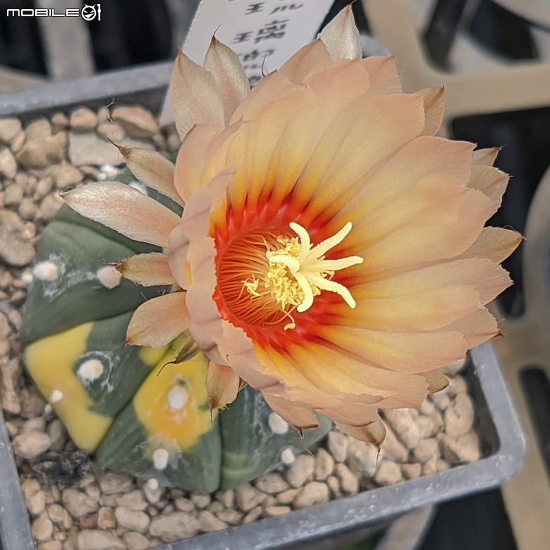 多肉植物開花 台南市歸仁區七甲花卉區 04/06