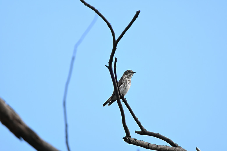 點我看大圖 Nikon Z5II紀錄淡色型和暗色型岩鷺親鳥育雛三隻幼鳥,和高字塔黃腹山雀,最難得三仙台拍到松鴉。