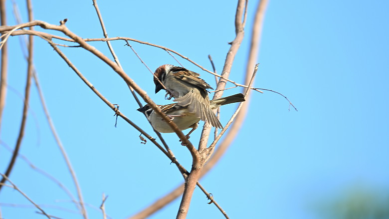 點我看大圖 Nikon Z5II紀錄淡色型和暗色型岩鷺親鳥育雛三隻幼鳥,和高字塔黃腹山雀,最難得三仙台拍到松鴉。