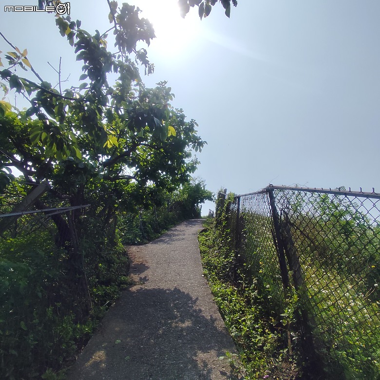 后里區鳳凰山步道+觀音山步道，竹林綠蔭豐富不怕曬的步道!