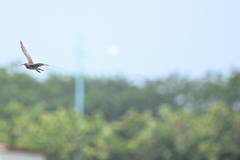 點我看大圖 Nikon Z5II紀錄淡色型和暗色型岩鷺親鳥育雛三隻幼鳥,和高字塔黃腹山雀,最難得三仙台拍到松鴉。