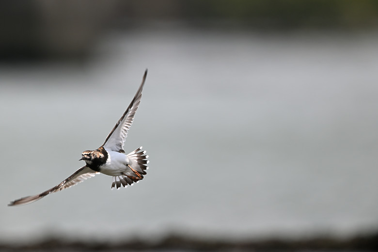 點我看大圖 Nikon Z5II紀錄淡色型和暗色型岩鷺親鳥育雛三隻幼鳥,和高字塔黃腹山雀,最難得三仙台拍到松鴉。