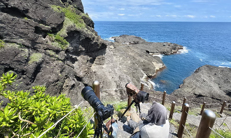 點我看大圖 Nikon Z5II紀錄淡色型和暗色型岩鷺親鳥育雛三隻幼鳥,和高字塔黃腹山雀,最難得三仙台拍到松鴉。