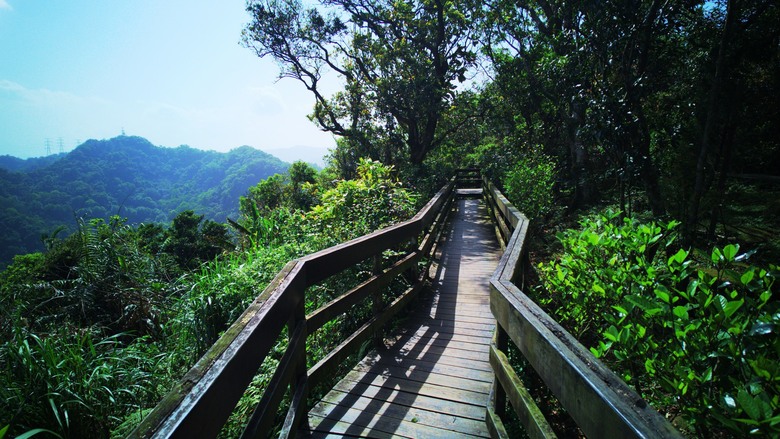 土城火焰山桐花季初探！朝山步道、三粒半、天上山、五城山大縱走！