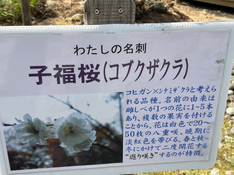 仙台自由行4th 三本咖啡-鹽竈神社-松島-瑞巖寺-中尊寺-Eggs in Things