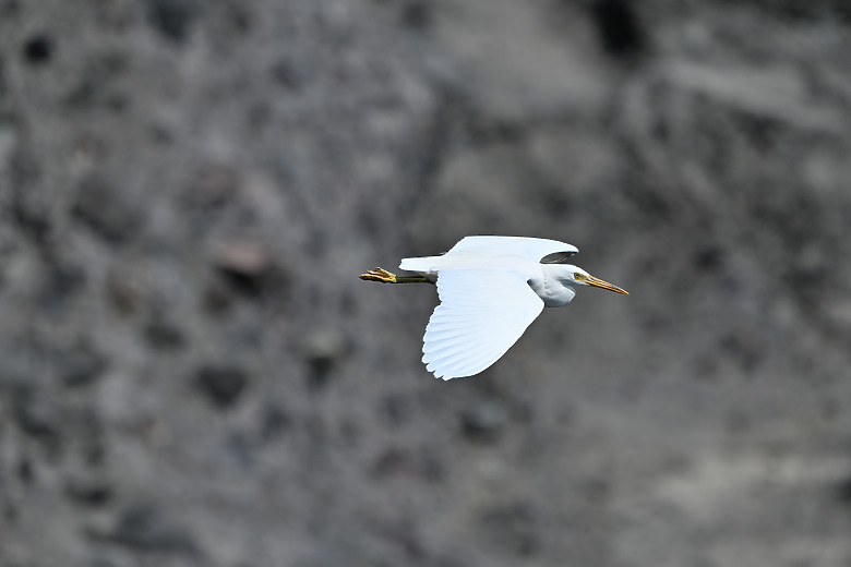 點我看大圖 Nikon Z5II紀錄淡色型和暗色型岩鷺親鳥育雛三隻幼鳥,和高字塔黃腹山雀,最難得三仙台拍到松鴉。