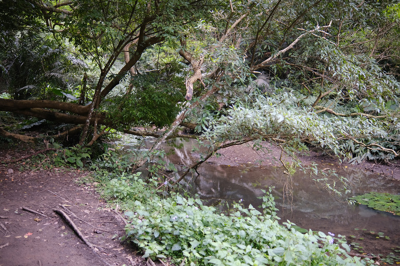 【打鐵寮古道.白石山 】桃園大溪一條充滿人文歷史的百年古道
