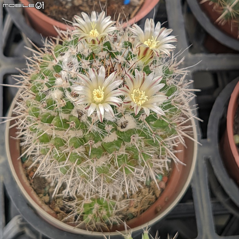 多肉植物開花 台南市歸仁區七甲花卉區 04/06