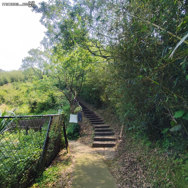 后里區鳳凰山步道+觀音山步道，竹林綠蔭豐富不怕曬的步道!