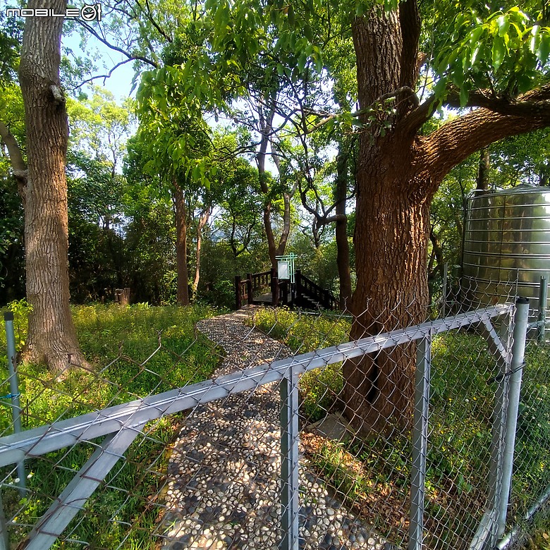 后里區鳳凰山步道+觀音山步道，竹林綠蔭豐富不怕曬的步道!