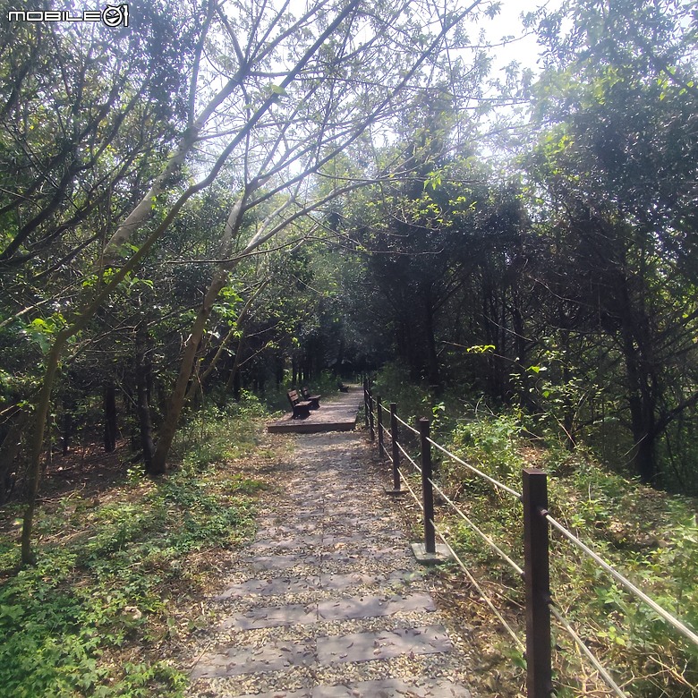 后里區鳳凰山步道+觀音山步道，竹林綠蔭豐富不怕曬的步道!