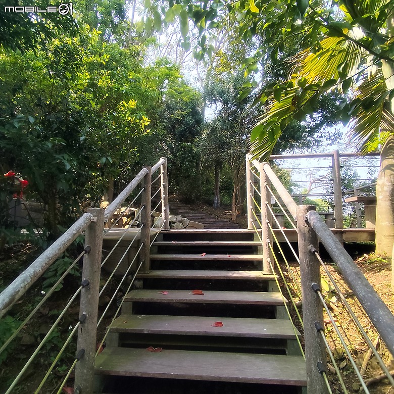 后里區鳳凰山步道+觀音山步道，竹林綠蔭豐富不怕曬的步道!