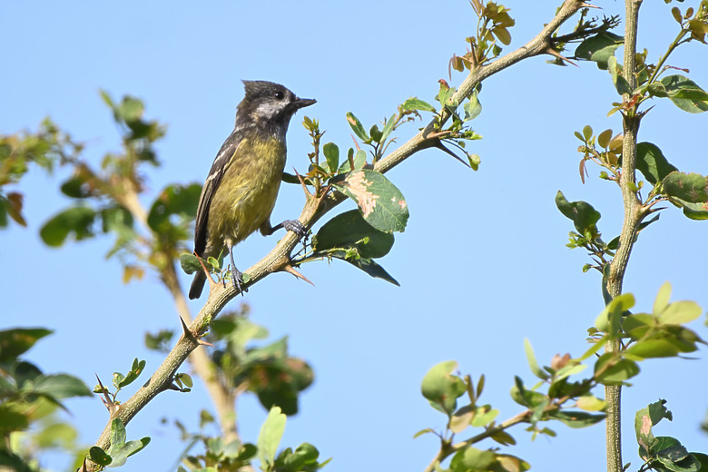 點我看大圖 Nikon Z5II紀錄淡色型和暗色型岩鷺親鳥育雛三隻幼鳥,和高字塔黃腹山雀,最難得三仙台拍到松鴉。