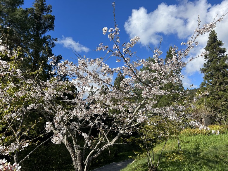 阿里山最美第一道曙光(傷心山日落雲海)