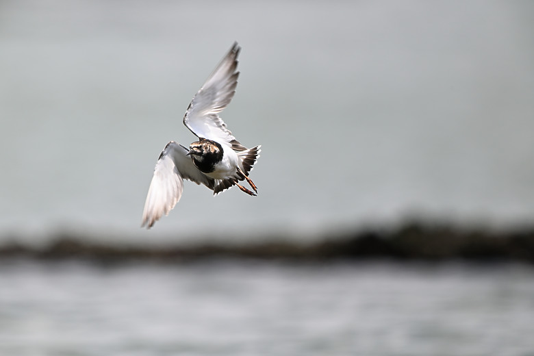 點我看大圖 Nikon Z5II紀錄淡色型和暗色型岩鷺親鳥育雛三隻幼鳥,和高字塔黃腹山雀,最難得三仙台拍到松鴉。