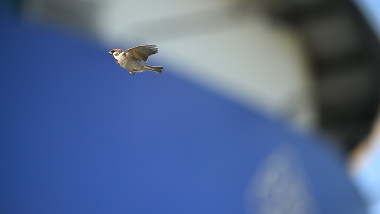點我看大圖 Nikon Z5II紀錄淡色型和暗色型岩鷺親鳥育雛三隻幼鳥,和高字塔黃腹山雀,最難得三仙台拍到松鴉。