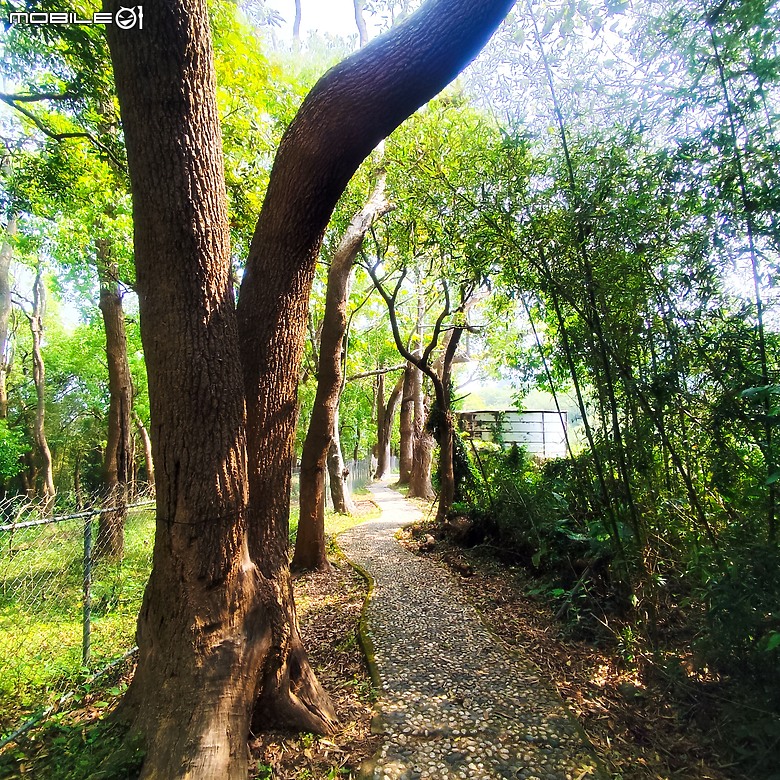 后里區鳳凰山步道+觀音山步道，竹林綠蔭豐富不怕曬的步道!