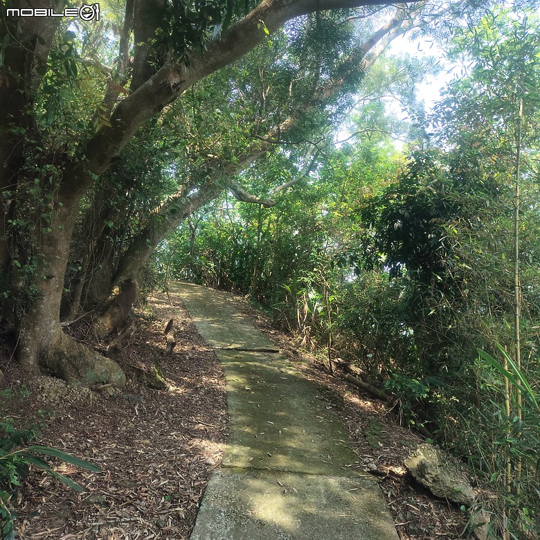 后里區鳳凰山步道+觀音山步道，竹林綠蔭豐富不怕曬的步道!