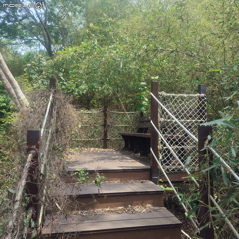 后里區鳳凰山步道+觀音山步道，竹林綠蔭豐富不怕曬的步道!