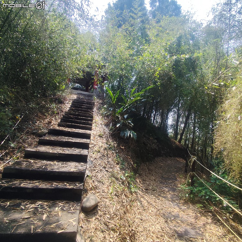 后里區鳳凰山步道+觀音山步道，竹林綠蔭豐富不怕曬的步道!