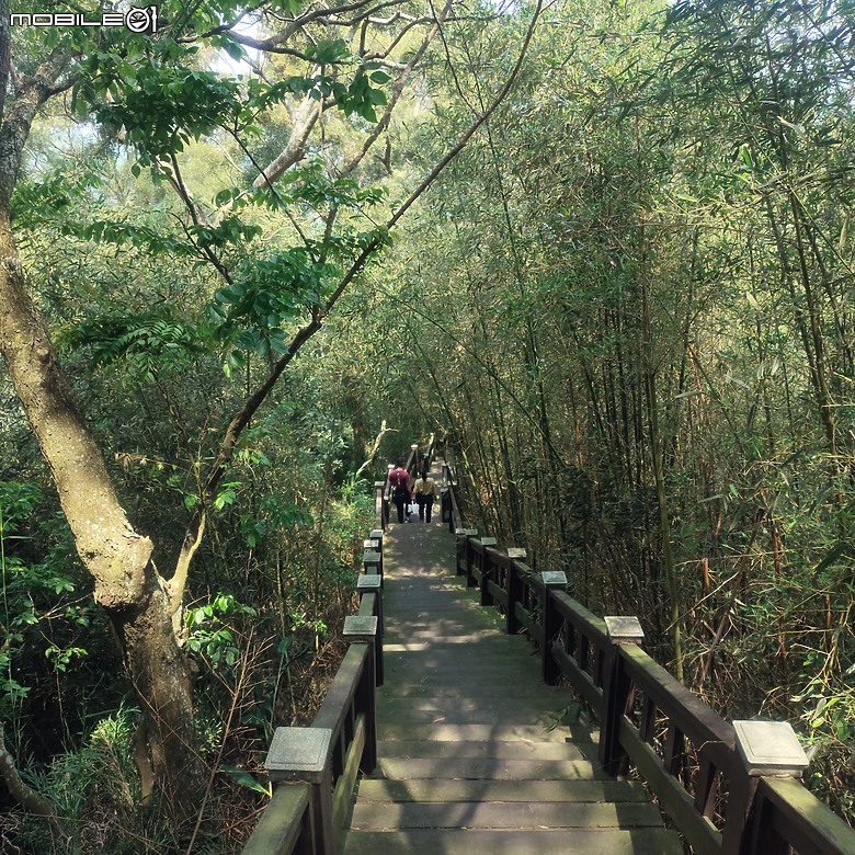 后里區鳳凰山步道+觀音山步道，竹林綠蔭豐富不怕曬的步道!