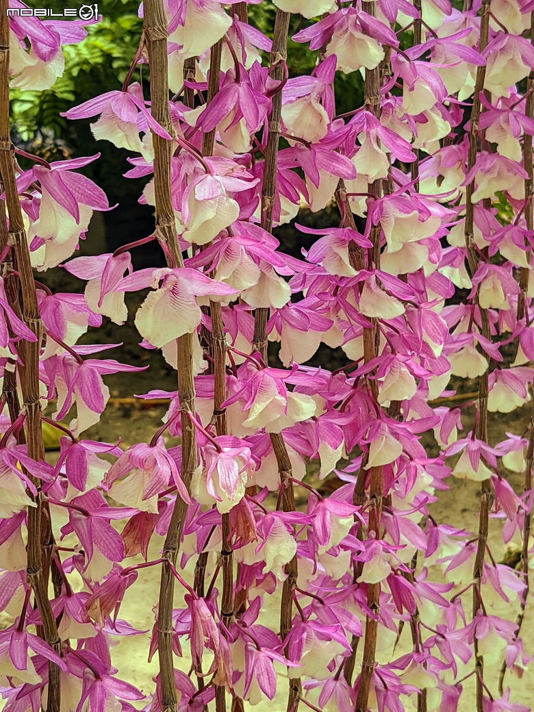 石斛蘭+百香果+曼陀羅+白水木 台南市新化合凱休閒農園 04/20