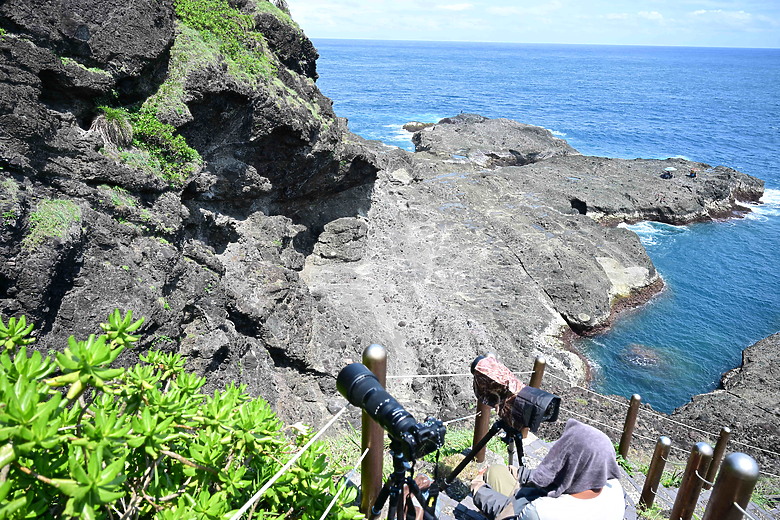 點我看大圖 Nikon Z5II紀錄淡色型和暗色型岩鷺親鳥育雛三隻幼鳥,和高字塔黃腹山雀,最難得三仙台拍到松鴉。