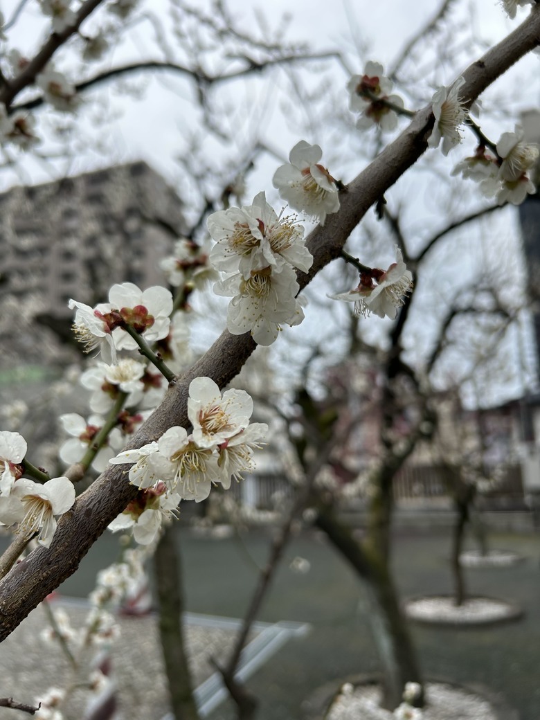 仙台第五日，山朱萸，榴岡公園