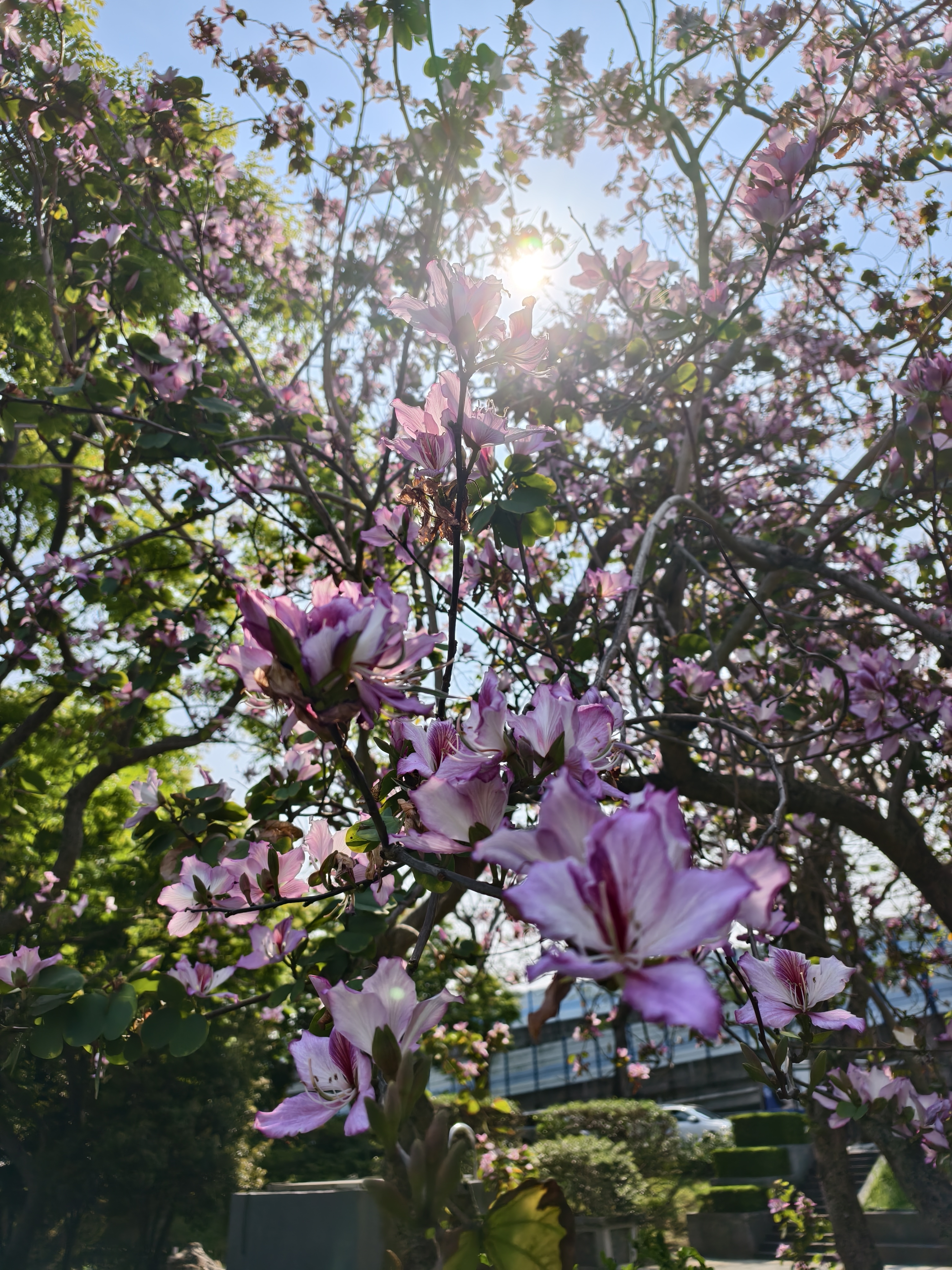 【台北市】花博公園新生園區 (玫瑰展、天使生活館、植物典藏館)