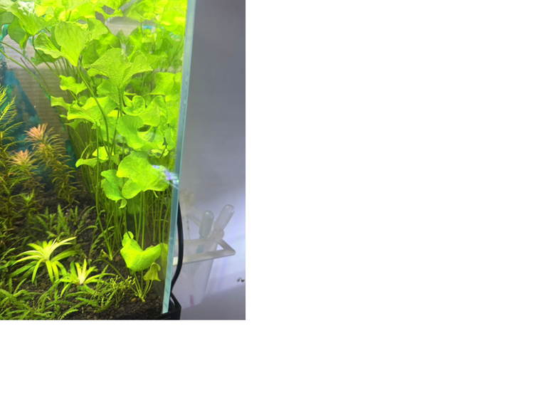 請問這是什麼水草