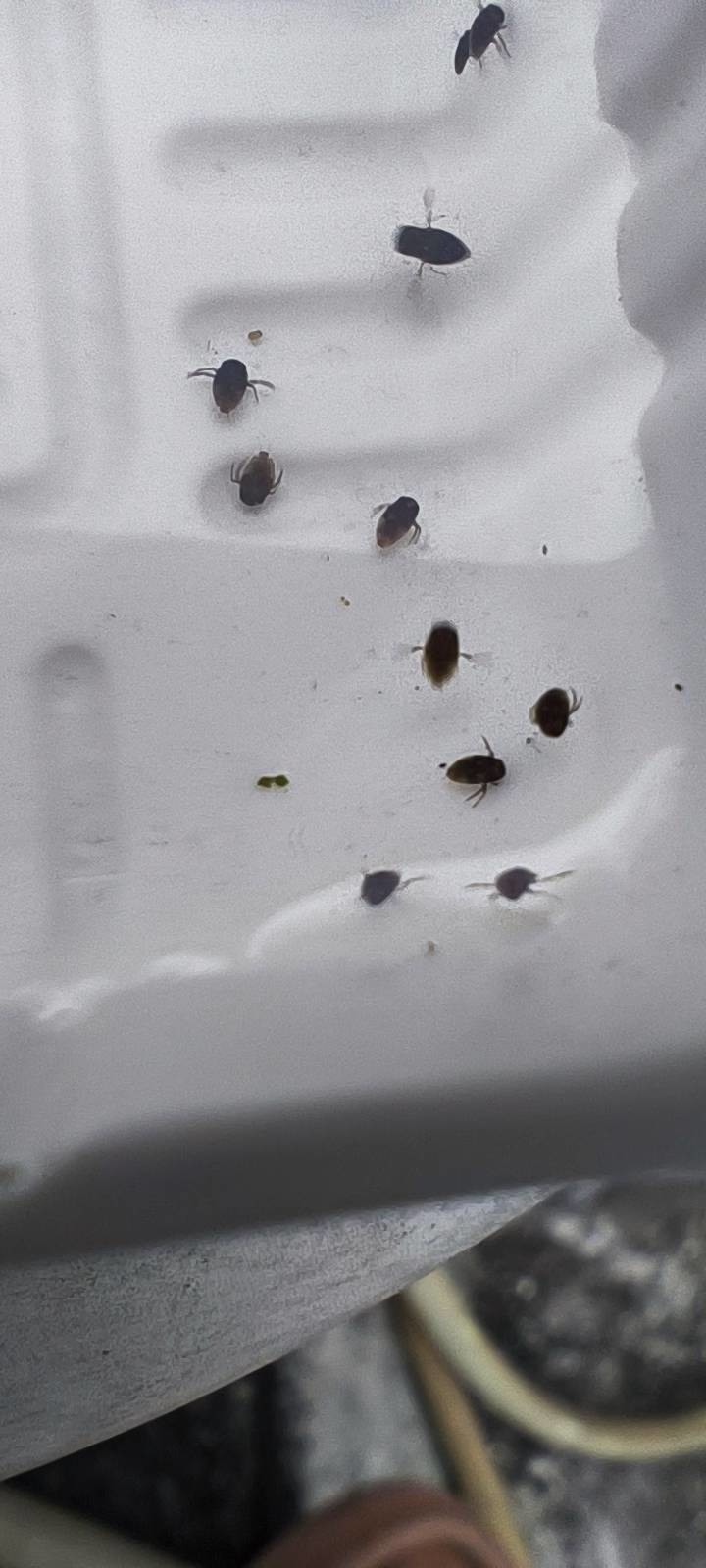 請問頂樓水池裡這是什麼生物?