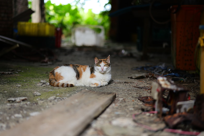 Canon RF 50mm f/1.4L VCM 評測報告｜攝錄混合實力派、全能標準鏡頭！