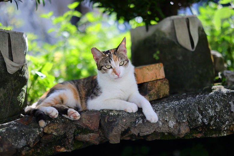 Canon RF 50mm f/1.4L VCM 評測報告｜攝錄混合實力派、全能標準鏡頭！