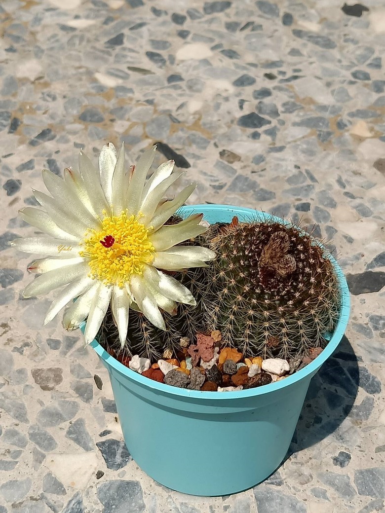 為什麼喜歡仙人掌, 因為仙人掌開花太......