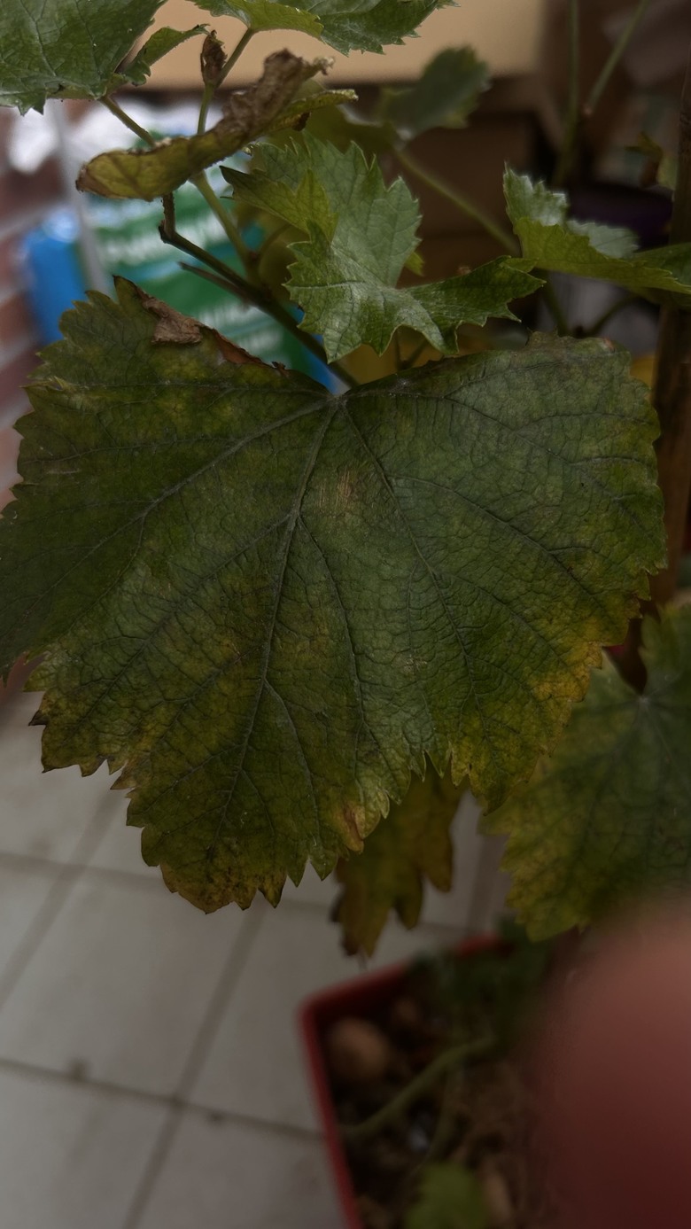 葡萄樹枯葉，請問如何處理，有噴過小蘇打水